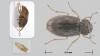 Helophorus sp.